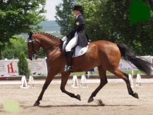 dressage