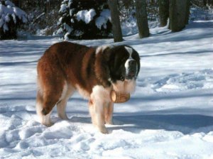 St. bernard