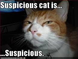 catsuspicious